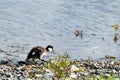 Young wild duck goes along the lake Royalty Free Stock Photo