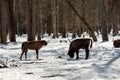 Young Wild Eurasian bison wisent in the winter forest