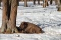 Young Wild Eurasian bison wisent in the winter forest