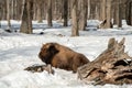 Young Wild Eurasian bison wisent in the snow