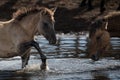 Young wild horse splashes in the water