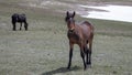 Young wild horse in the spring in the western USA Royalty Free Stock Photo