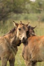 Young wild horses