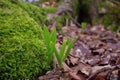 Young Wild leeks/ ramps breaking through the ground. Royalty Free Stock Photo