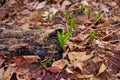 Young Wild leeks/ ramps breaking through the ground.
