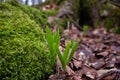 Young Wild leeks/ ramps breaking through the ground. Royalty Free Stock Photo