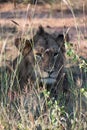 Young wild male lion laying in grass Royalty Free Stock Photo