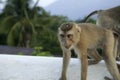 Young wild monkey on a background of jungle and mountains. Royalty Free Stock Photo
