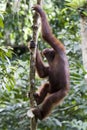 Young wild orangutan, Borneo Royalty Free Stock Photo
