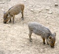 Young wild pigs