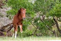 A young wild pony foal at Assateague Island, Maryland Royalty Free Stock Photo