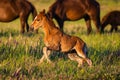 Young wild pretty foal on green meadow