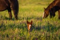 Young wild pretty foal in green grass
