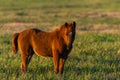 Young wild pretty foal on green meadow