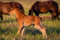 Young wild pretty foal on green meadow