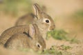 Young wild rabbit