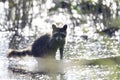 A young wild raccoon bathing and foraging in water.