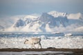 Young wild reindeer in Arctic landsc - Spitsbergen