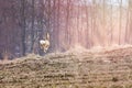 A young wild roe deer (Capreolus), frightened, escapes across the field towards the forest