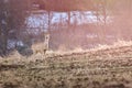 Young wild roe deer (Capreolus) look out for danger standing at the edge of the field Royalty Free Stock Photo