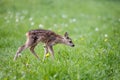 Young wild roe deer in grass, Capreolus capreolus. New born roe Royalty Free Stock Photo