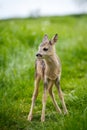 Young wild roe deer in grass, Capreolus capreolus. New born roe Royalty Free Stock Photo