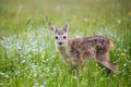 Young wild roe deer in grass, Capreolus capreolus. New born roe Royalty Free Stock Photo