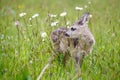 Young wild roe deer in grass, Capreolus capreolus. New born roe Royalty Free Stock Photo