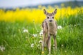 Young wild roe deer in grass, Capreolus capreolus. Royalty Free Stock Photo