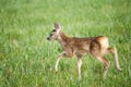 Young wild roe deer in grass, Capreolus capreolus. Royalty Free Stock Photo