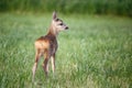 Young wild roe deer in grass, Capreolus capreolus. Royalty Free Stock Photo