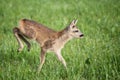 Young wild roe deer in grass, Capreolus capreolus. New born roe deer, wild spring nature Royalty Free Stock Photo