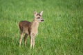 Young wild roe deer in grass, Capreolus capreolus. New born roe deer, wild spring nature Royalty Free Stock Photo