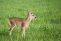 Young wild roe deer in grass, Capreolus capreolus. New born roe deer, wild spring nature Royalty Free Stock Photo