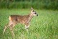 Young wild roe deer in grass, Capreolus capreolus. New born roe deer, wild spring nature Royalty Free Stock Photo