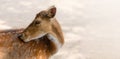 Young wild roe deer in grass, Capreolus capreolus. New born roe deer, wild spring nature. Royalty Free Stock Photo