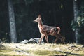 Young wild roe deer in grass, Capreolus capreolus. New born roe deer, wild spring nature Royalty Free Stock Photo