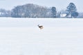 A young wild roe deer runs towards the forest on a field covered with snow in winter. The frightened animal runs to a safe place