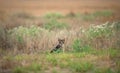 Wild tabby cat with penetrating gaze, in dry vegetation