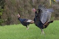 Young wild Tom Turkeys walking in a grassy field Royalty Free Stock Photo