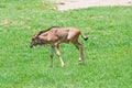 Young Wildebeest Royalty Free Stock Photo
