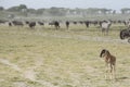A young Wildebeest calf with the Migration herds in the Ndutu ar Royalty Free Stock Photo