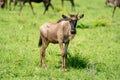 Young wildebeest calf stands staring at camera Royalty Free Stock Photo