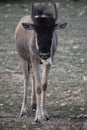 Young Wildebeest Close Up Royalty Free Stock Photo