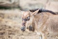 Young Wilderbeest Royalty Free Stock Photo