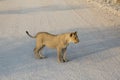 Young wildlife lion standing on street in Etosha park