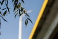 a young willow branch on the background of a yellow bridge Royalty Free Stock Photo