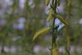 A young willow branch with green leaves. Early spring. Sunny day. The first spring plant Royalty Free Stock Photo