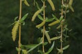 A young willow branch with green leaves. Early spring. Sunny day. The first spring plant Royalty Free Stock Photo