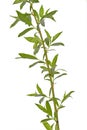 Young willow branch